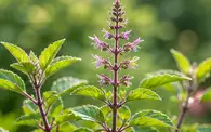 Schisandra Ingredient